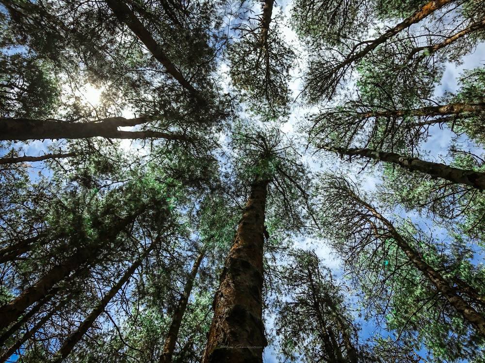 Good photo on the phone