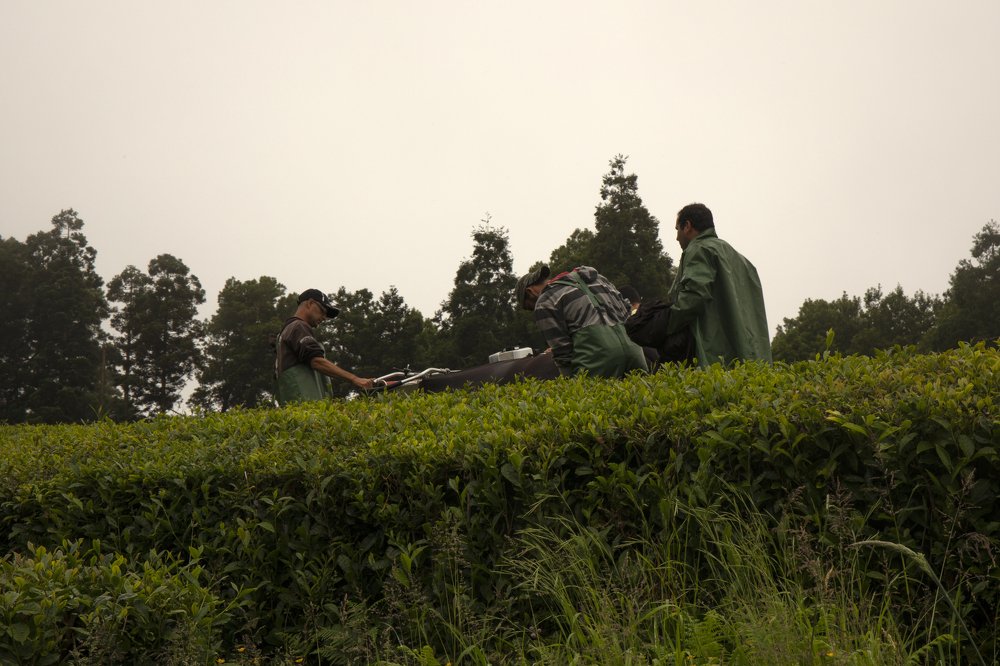 tea harvest