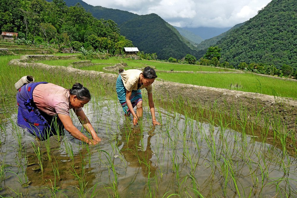 Highlanders at a Paddy field.