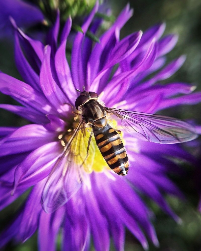 Сиреневый рай