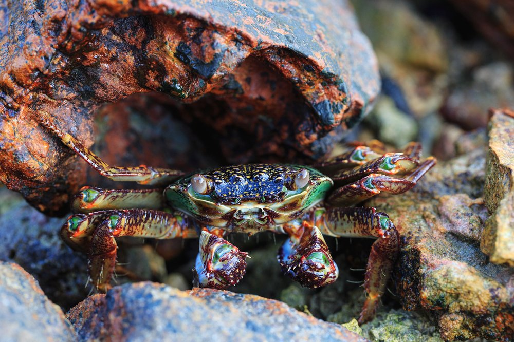 Shore crabs (Marbled Rock Crab) masks in stones