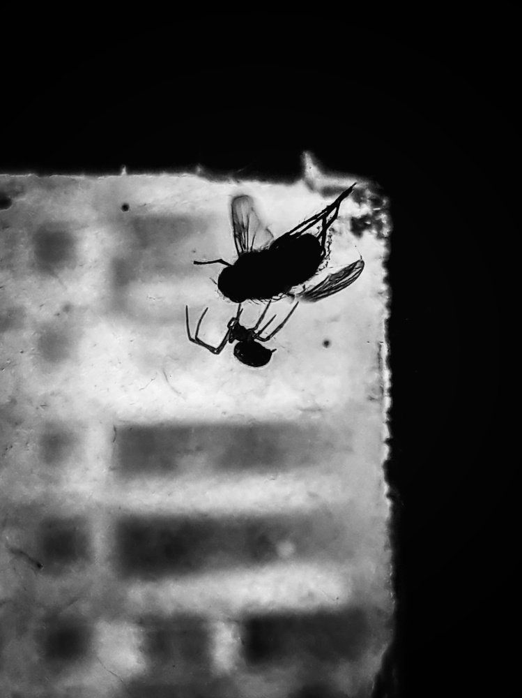 Неизбежность