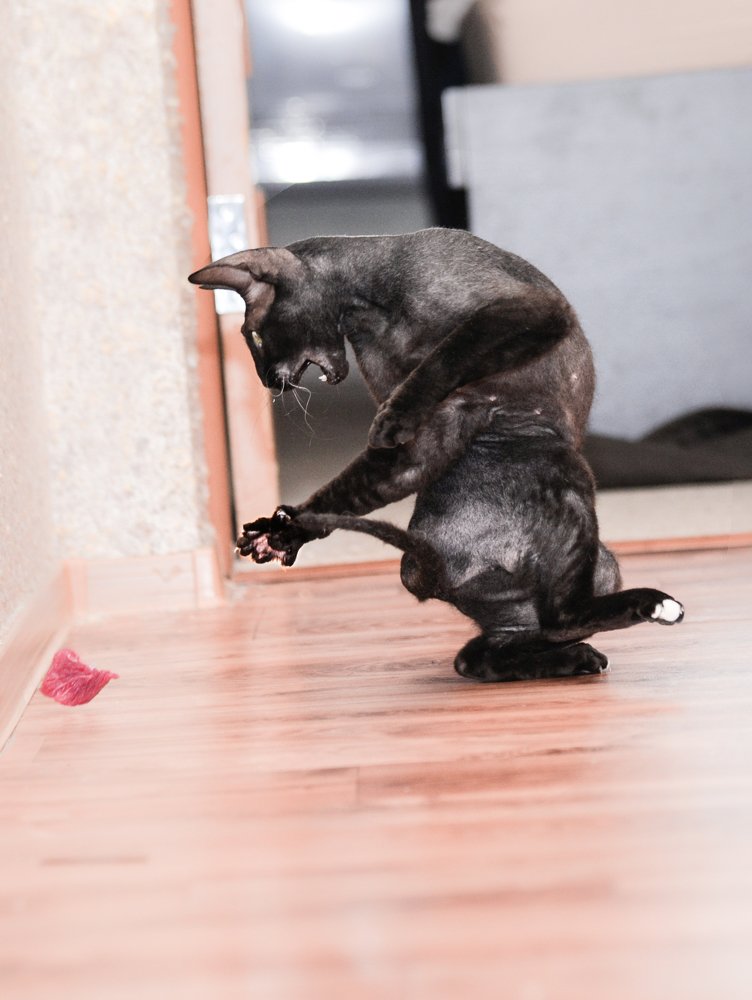 Охота на еду