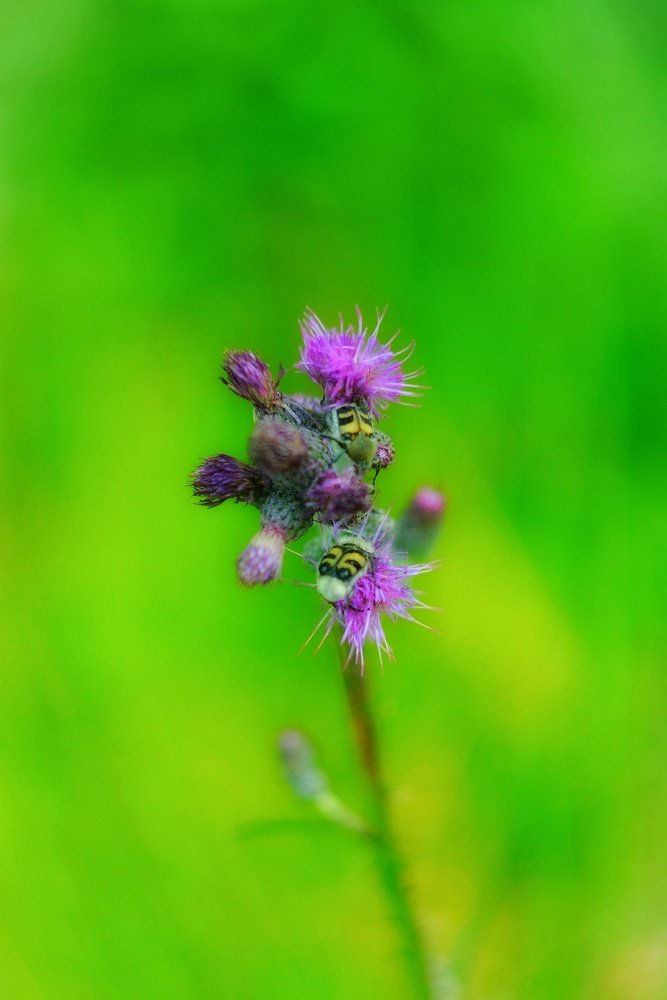 Photograph by Rasa Žičė