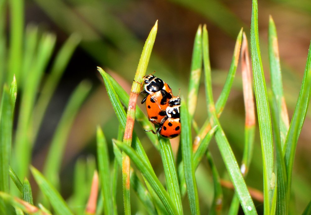 Эх, прокачу
