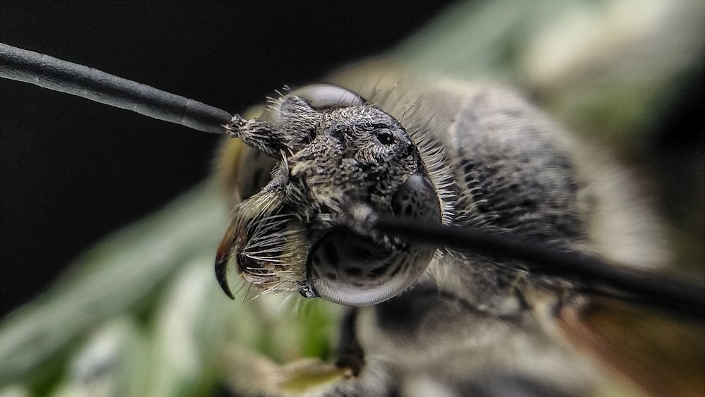 potrait macro phonegraphy