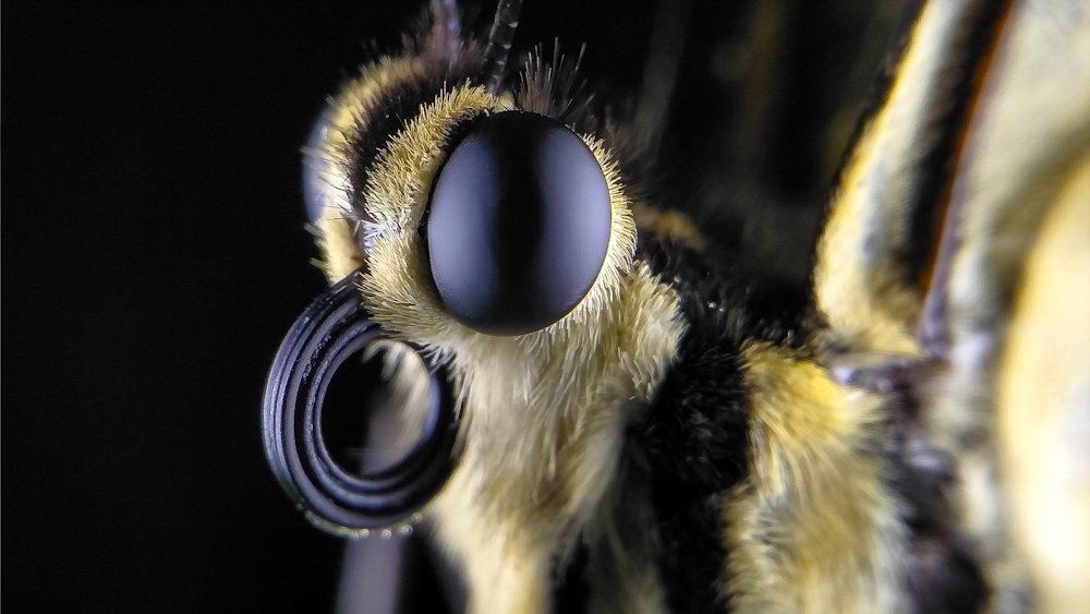 potrait macro phonegraphy