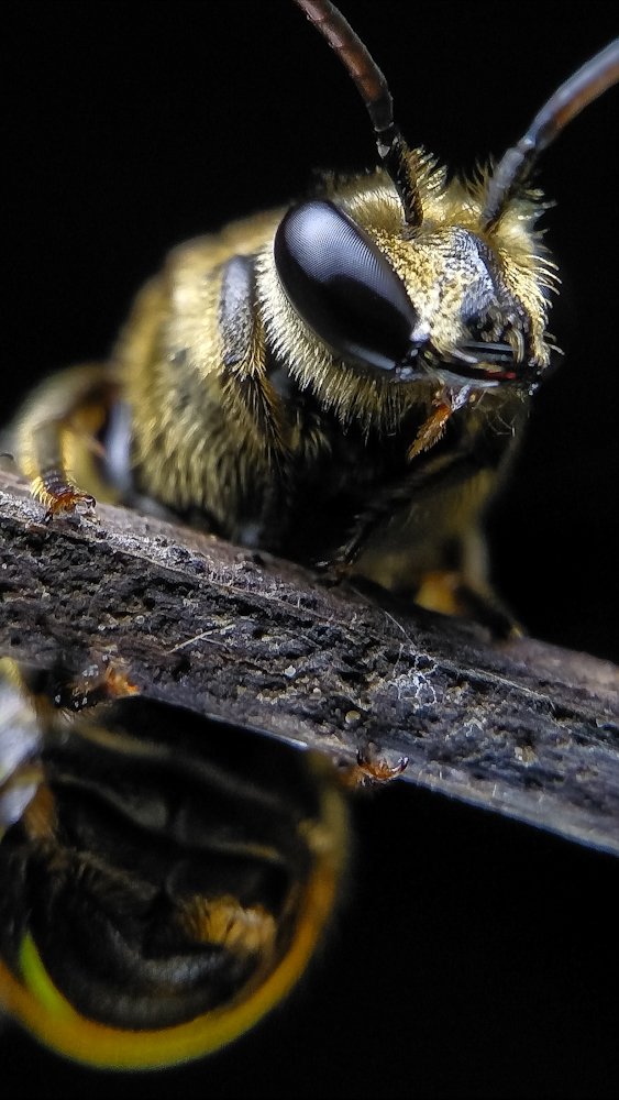 potrait macro phonegraphy