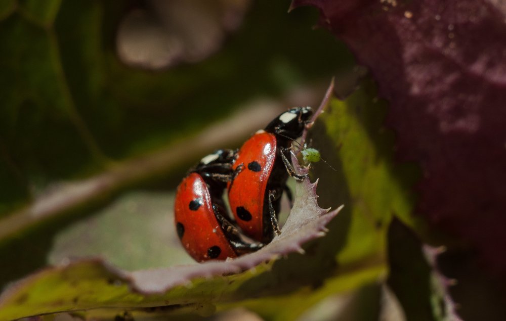 Photograph by Максим Мелехин