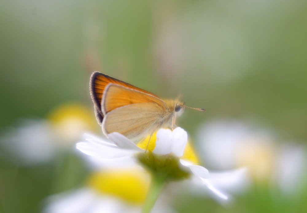 Photograph by Nailia Viitanen