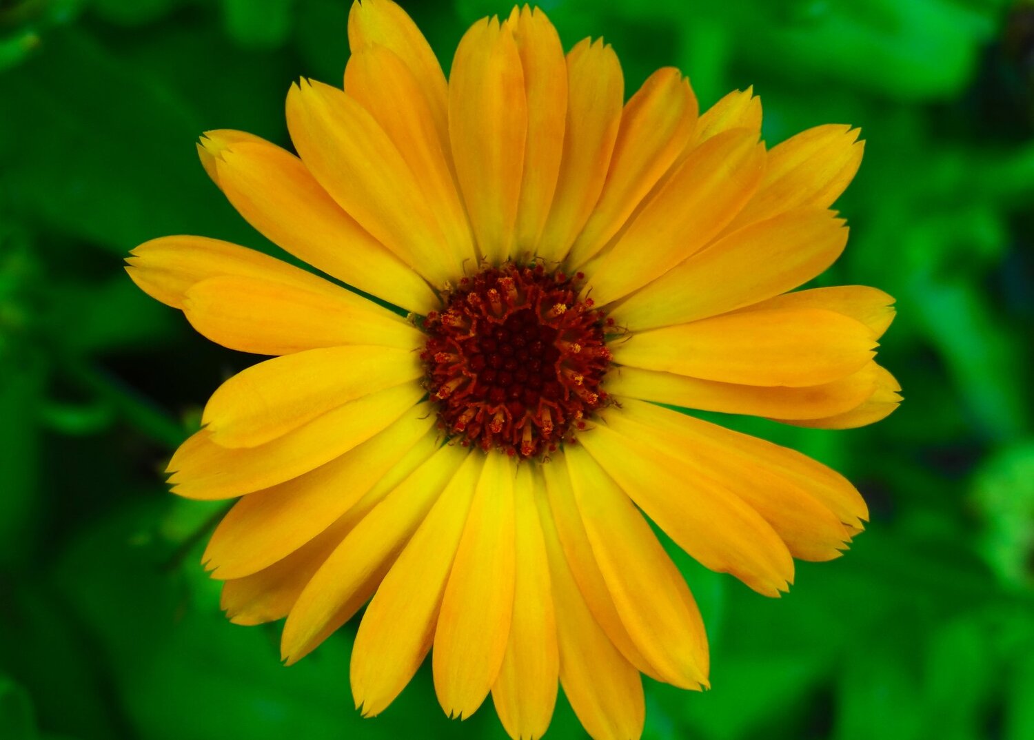 Календула