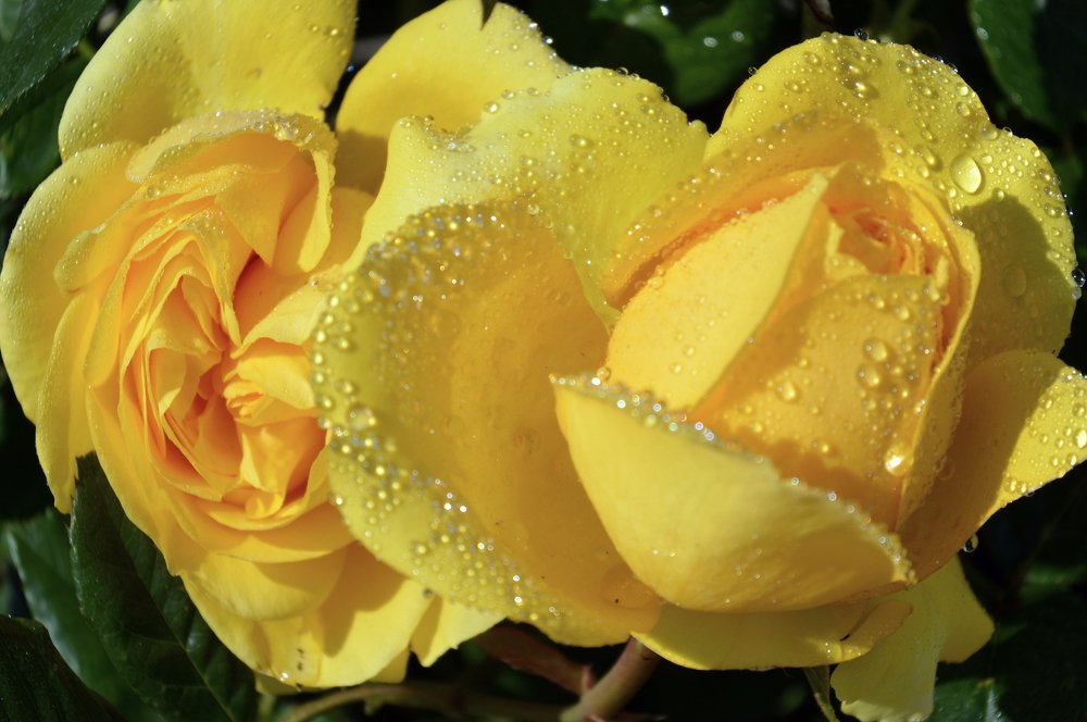 Rasos lašai geltoname fone