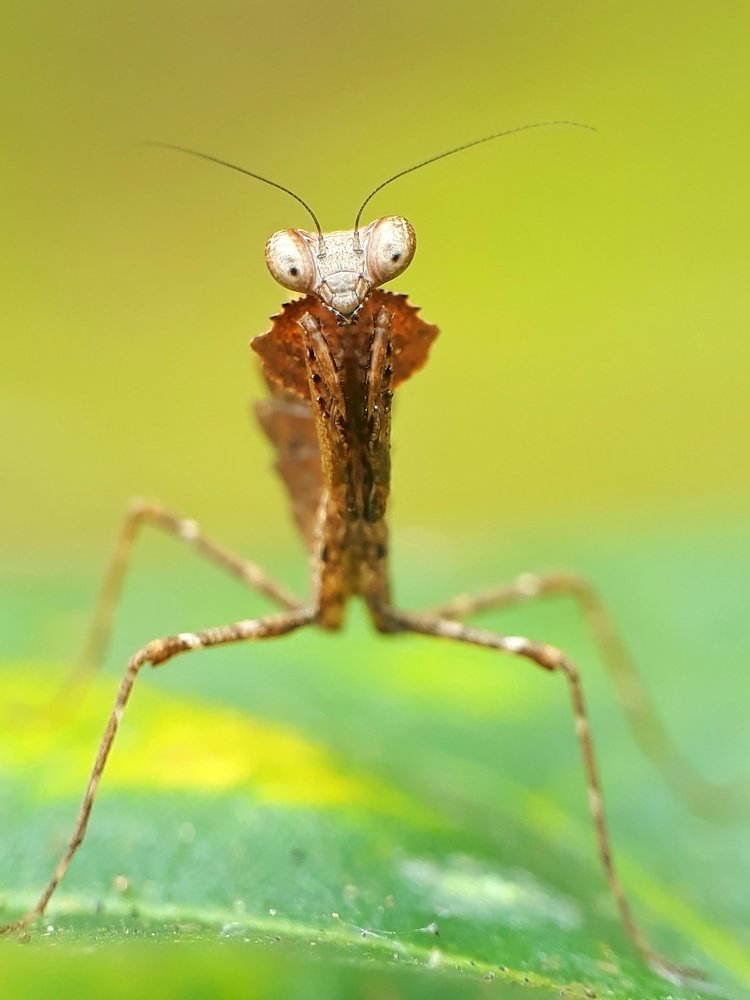 Leobatadeadleaf Mantys