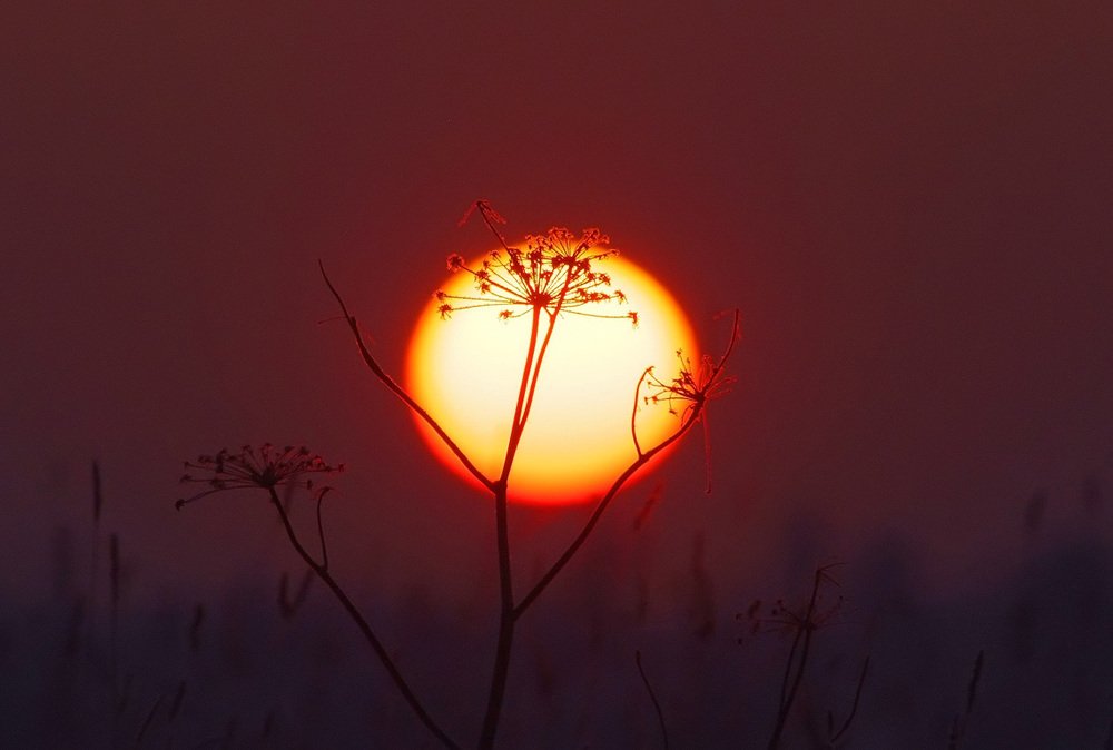 Sunset in a fields.