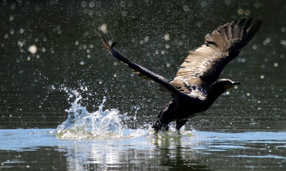 CORMORANT TAKING OFF