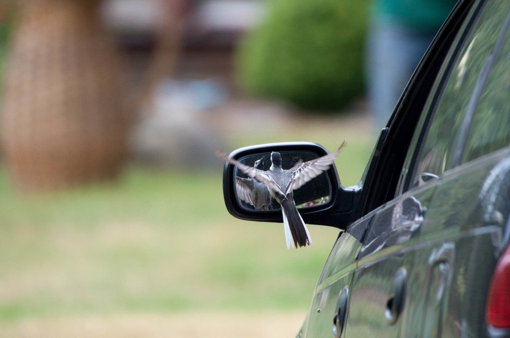 Mirror, mirror, what's the most beautiful in the world?