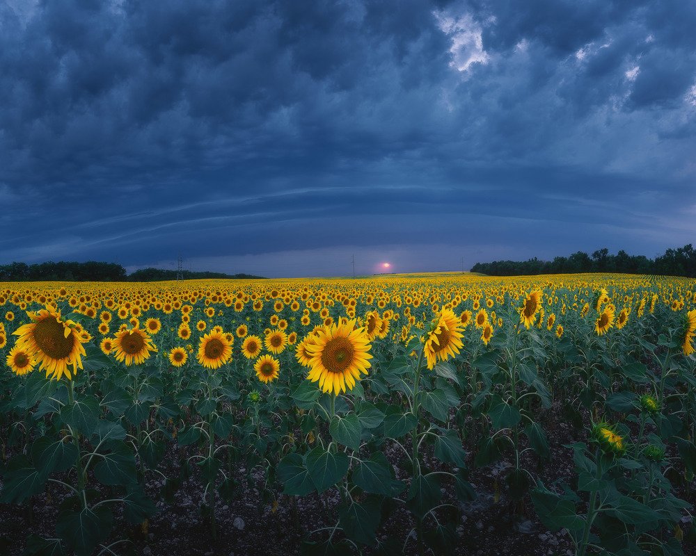 Подсолнухи и последний луч солнца.