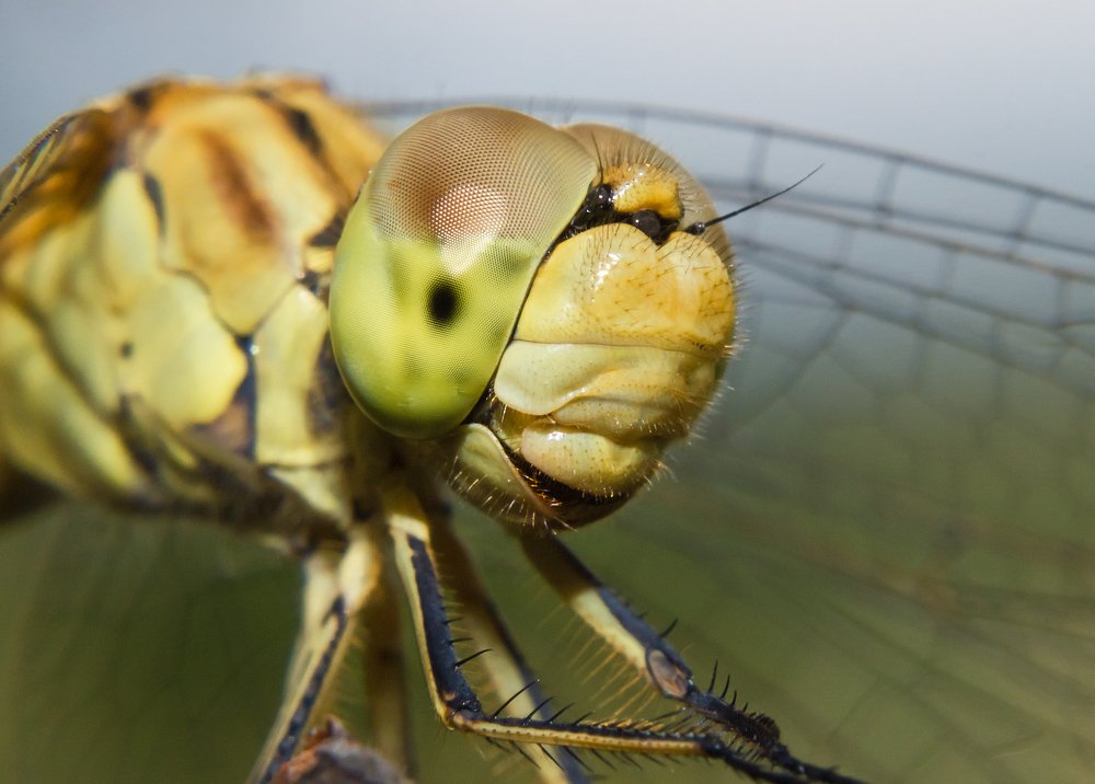 Photograph by Юрий Лисовой