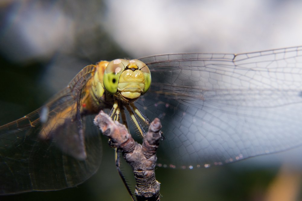 Photograph by Юрий Лисовой