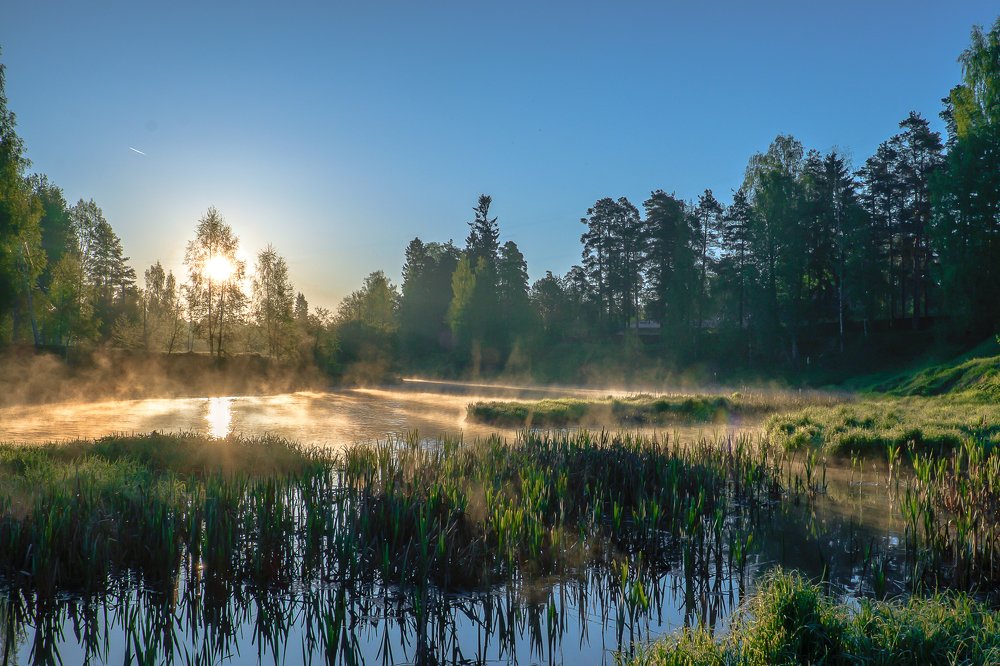Утро на речке