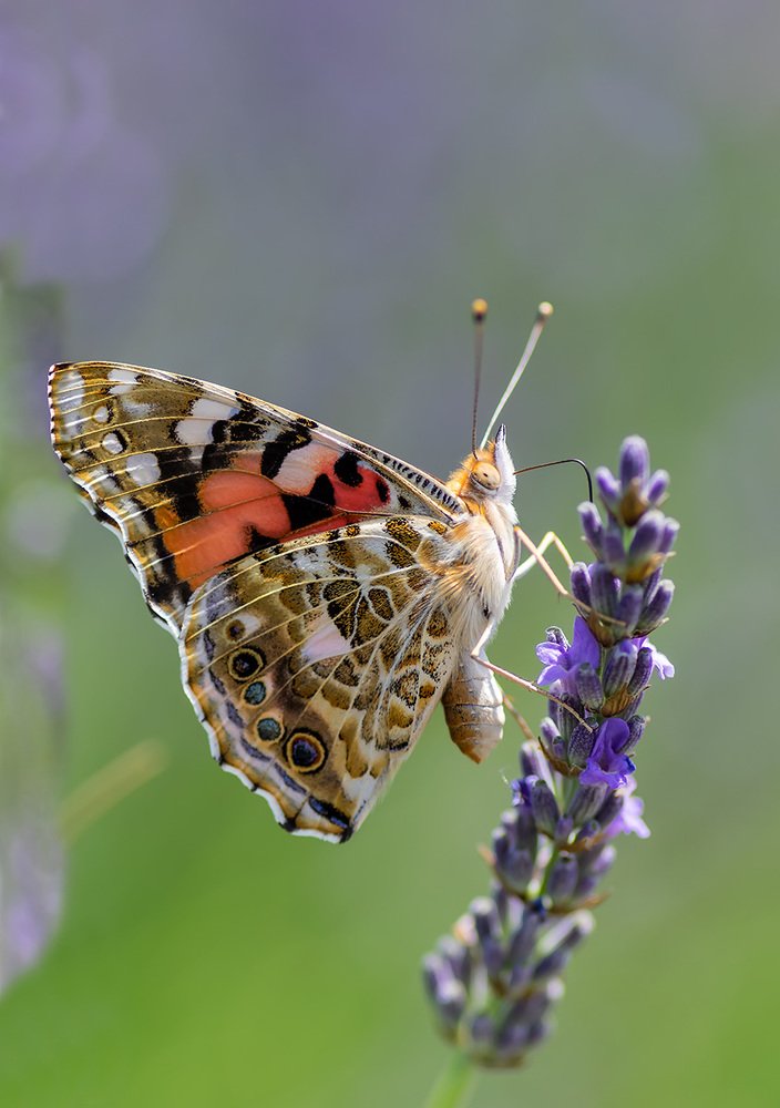 Портрет с лавандой