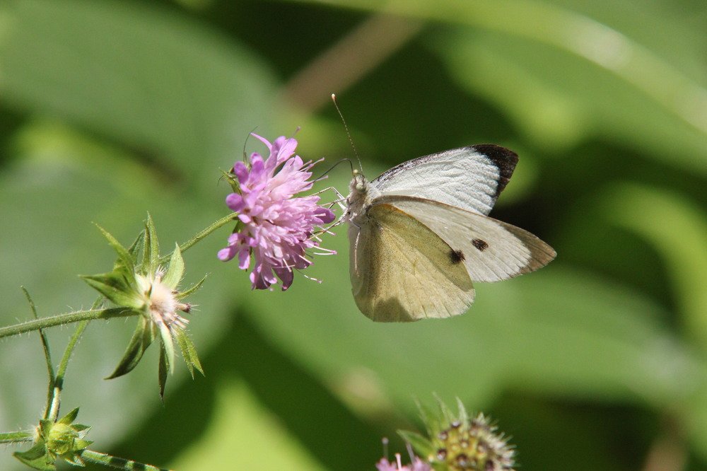 Butterfly pollen chase