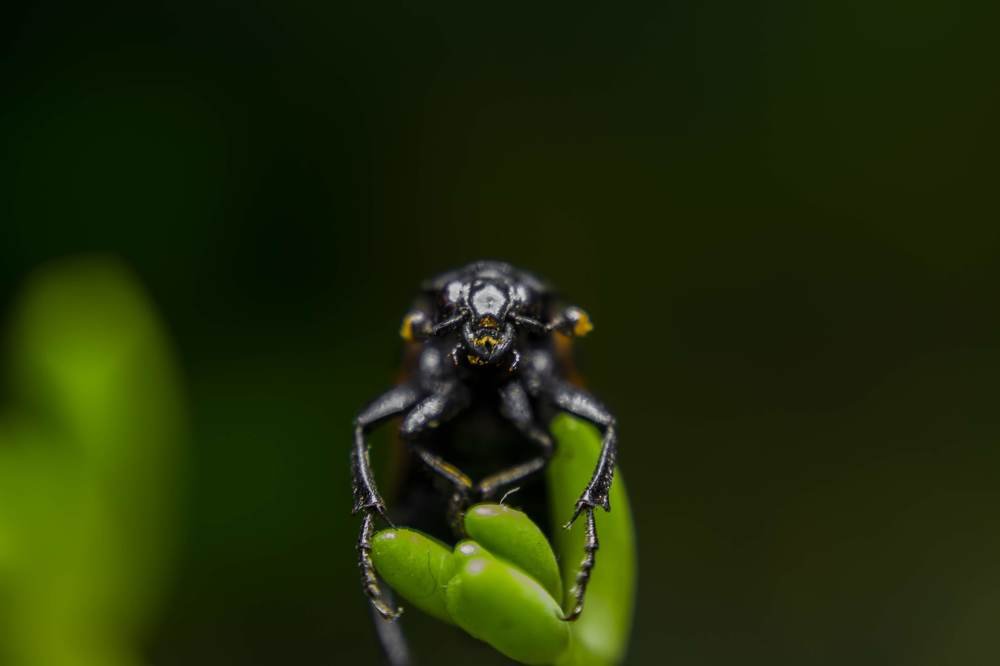 Beetle on flower