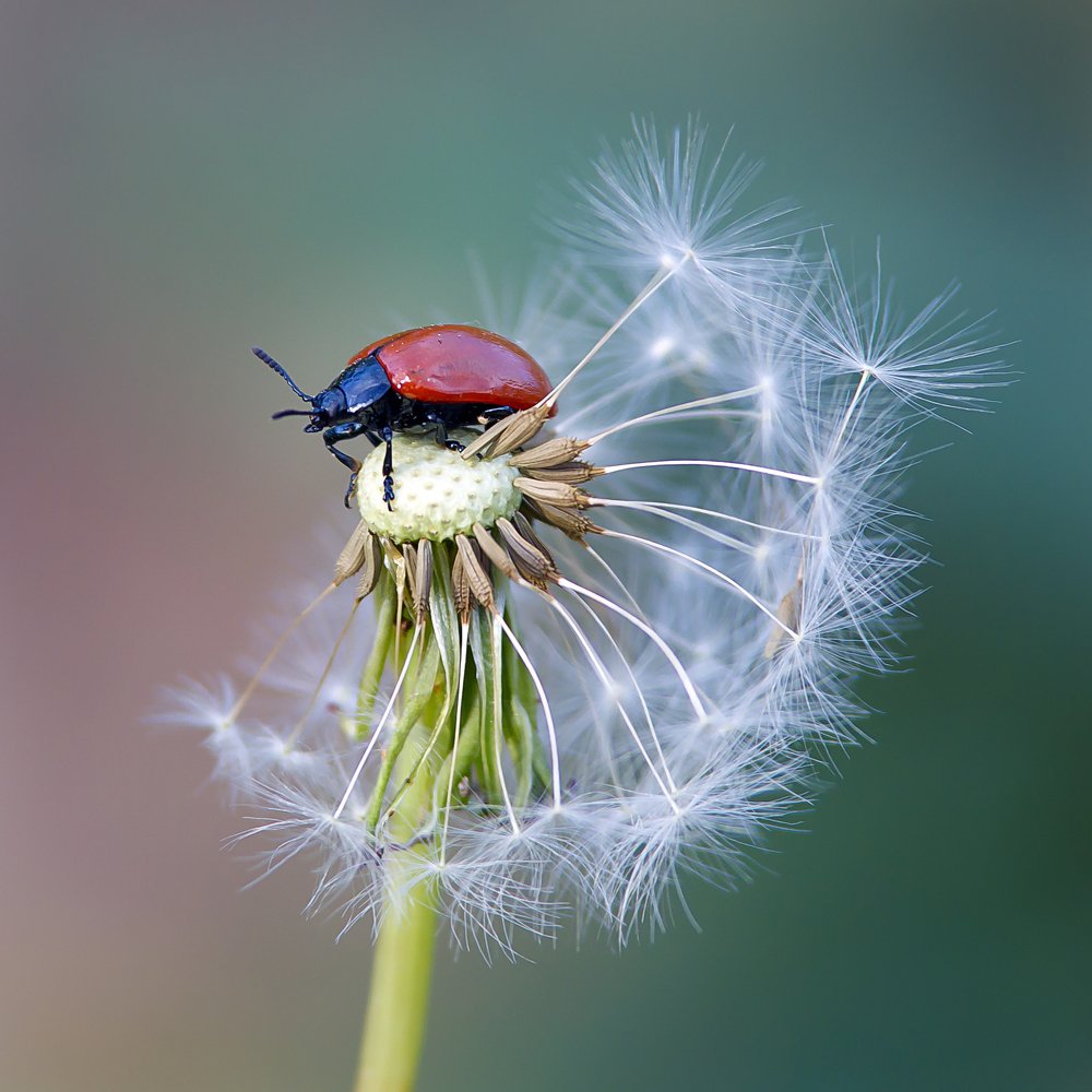 In the world of the small