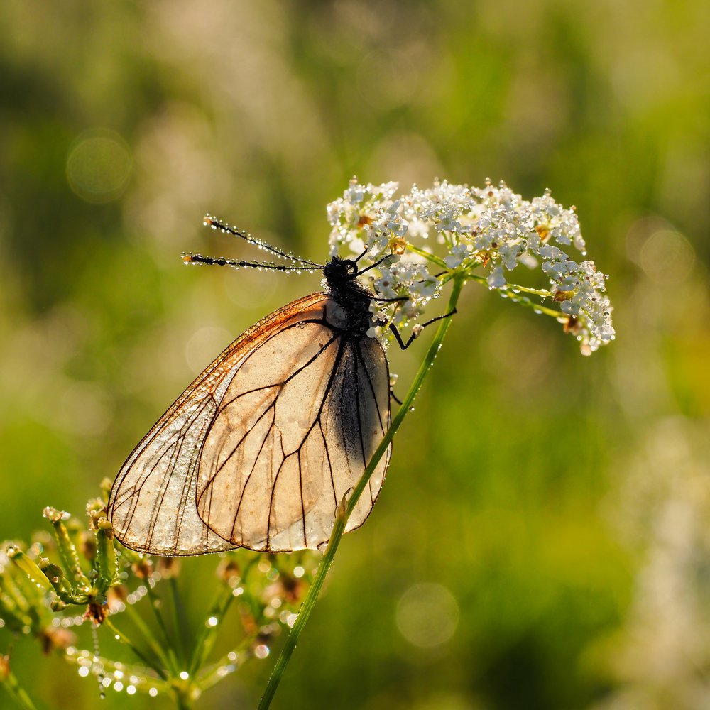 Рассветная бабочка