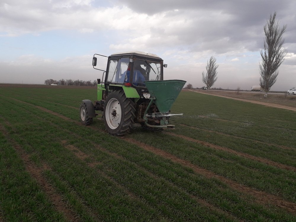 Удобряем землю-матушку на урожай пшеницы