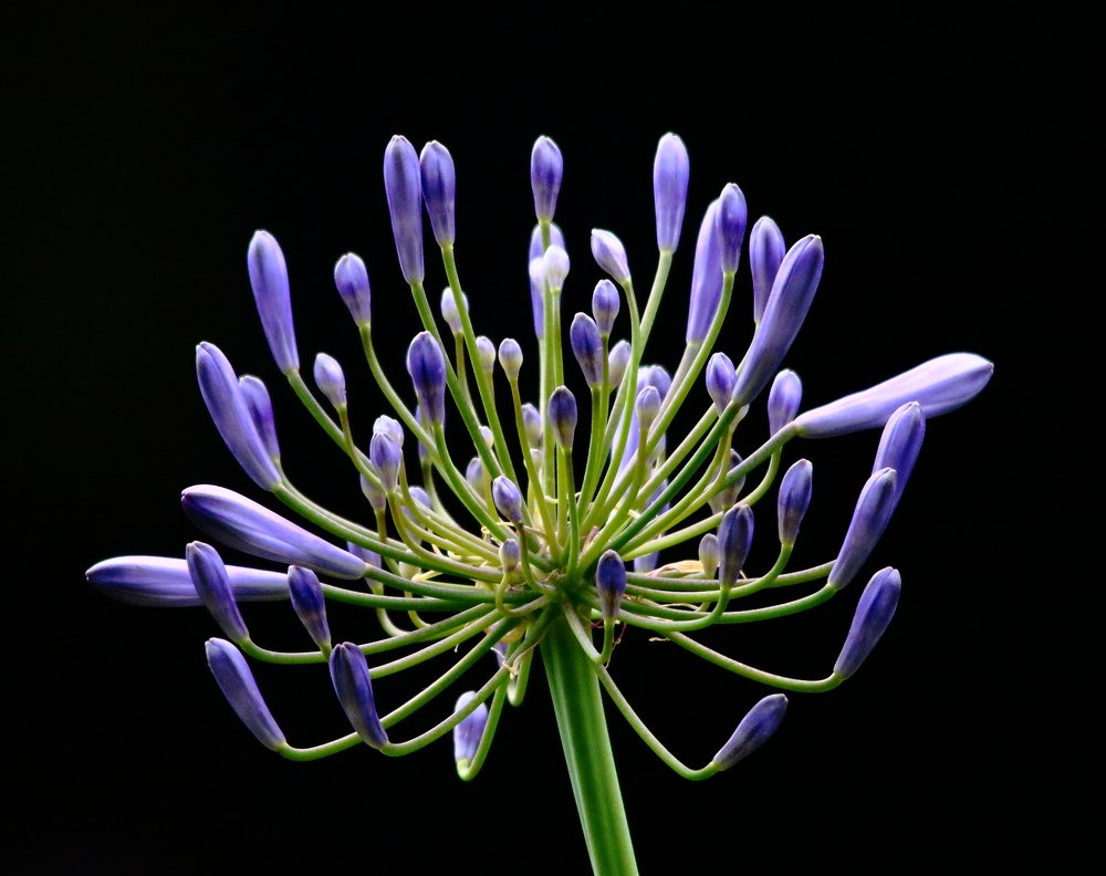 Violet Flower