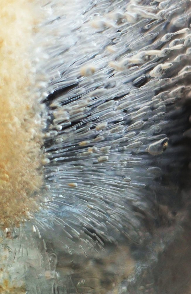 Динамика льда