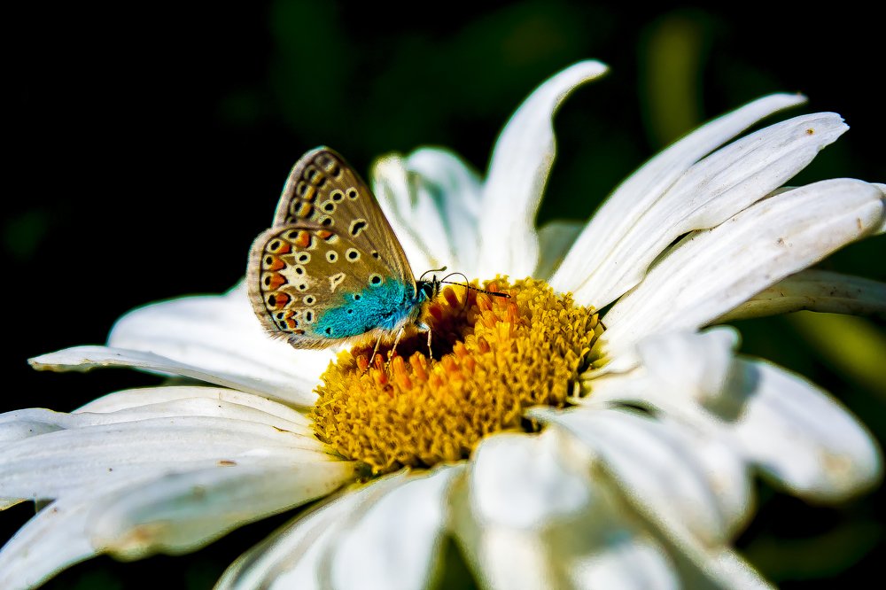А я такая вся нарядная