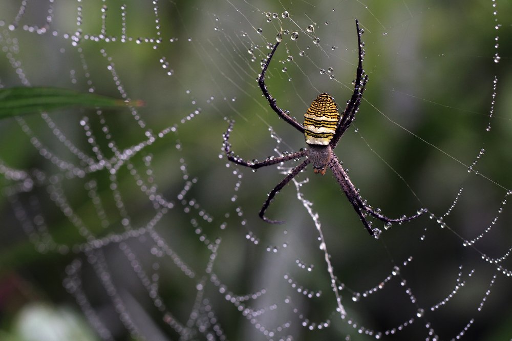 Spider Macro