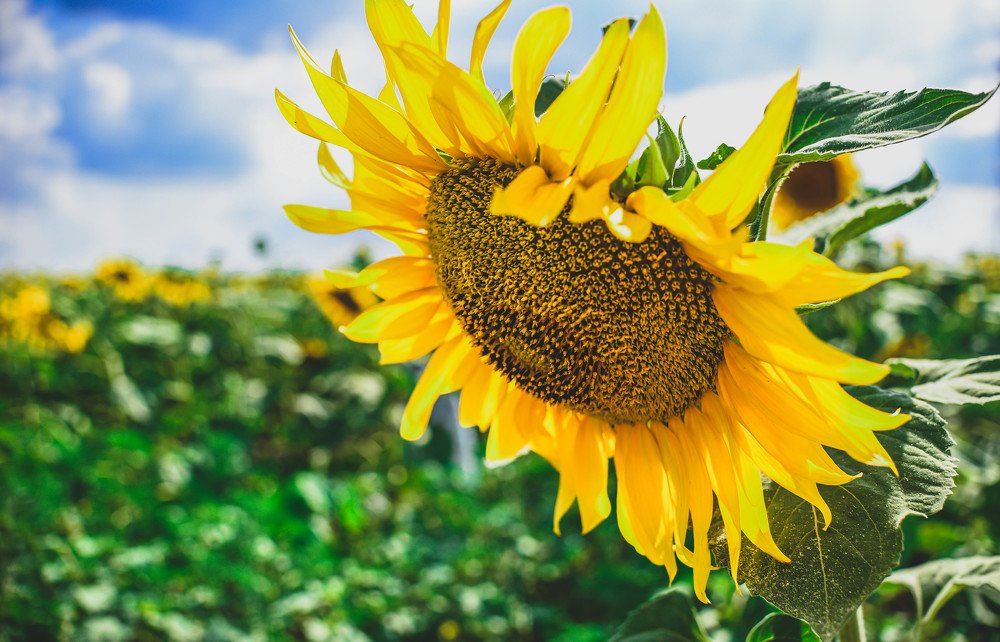 Кубанское лето