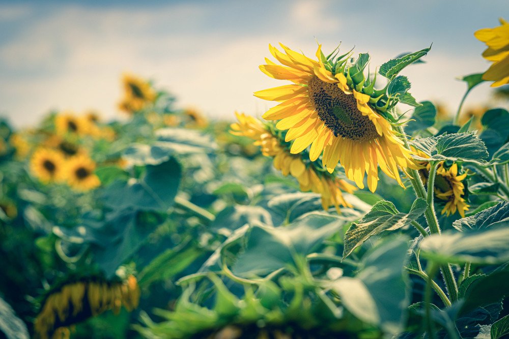 Кубанское лето 2