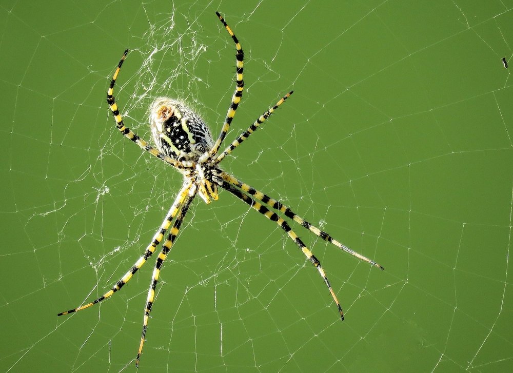 Araña.