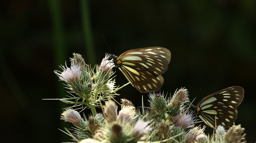 Photograph by VIVEK JOSHI