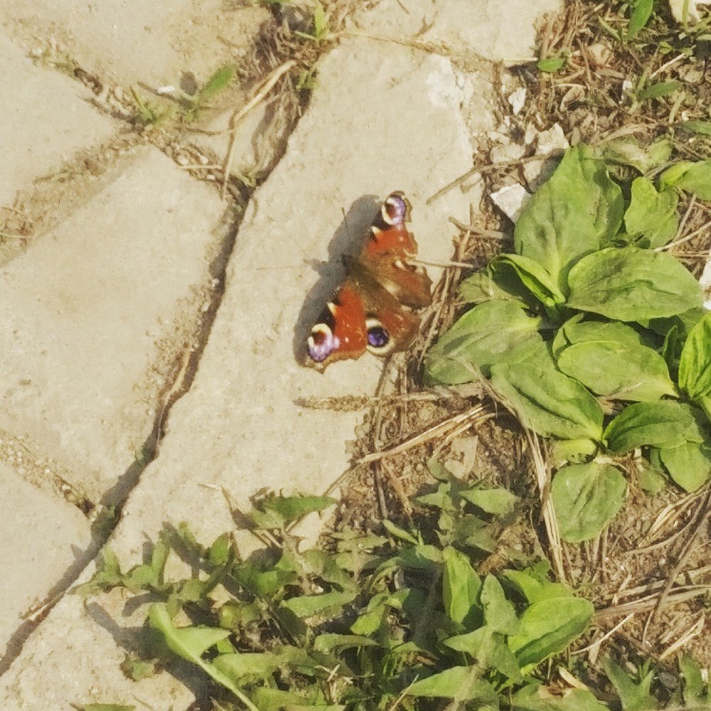 Павлиний глаз, бабочка.