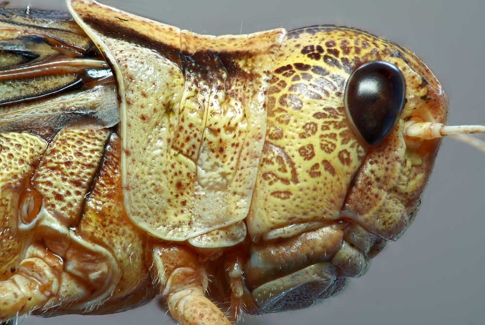 Кузнечик профиль портрет