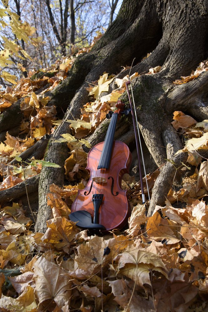 Осенняя скрипка