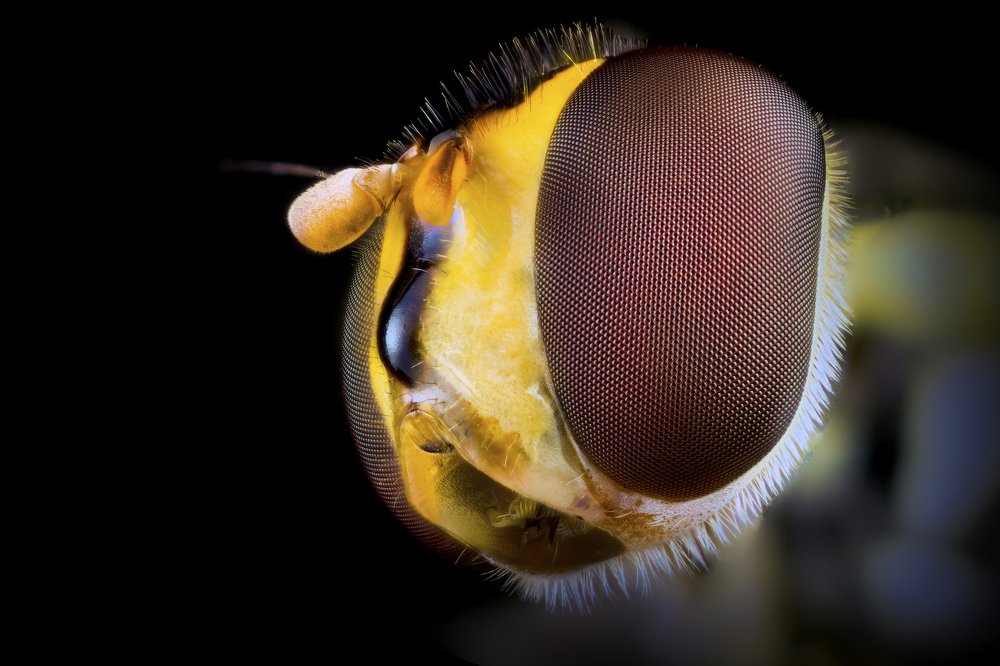 Hover fly