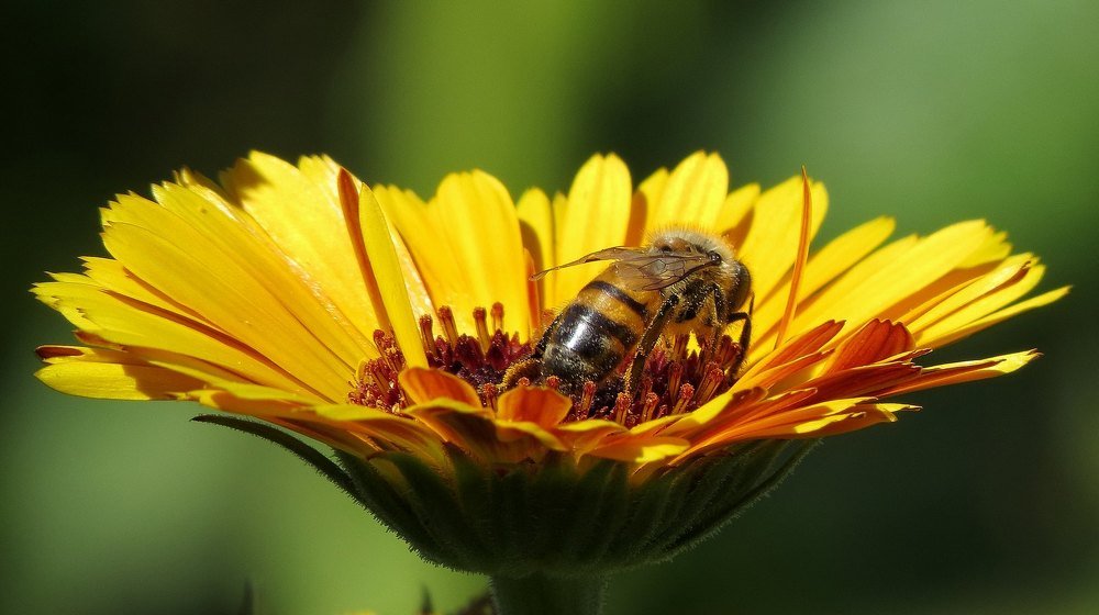 Где цветок, там и...