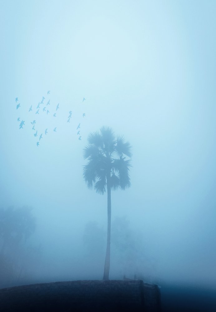 Foggy Morning