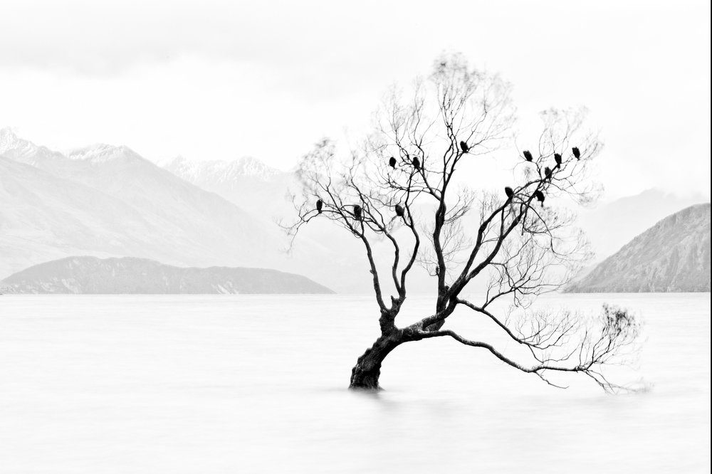 Lone tree, not lonely