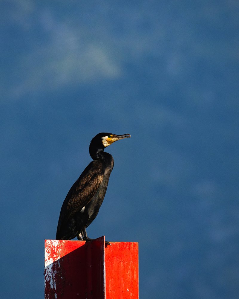 Great cormorant