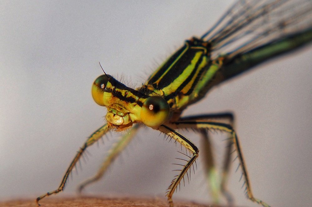 Photograph by Ирина