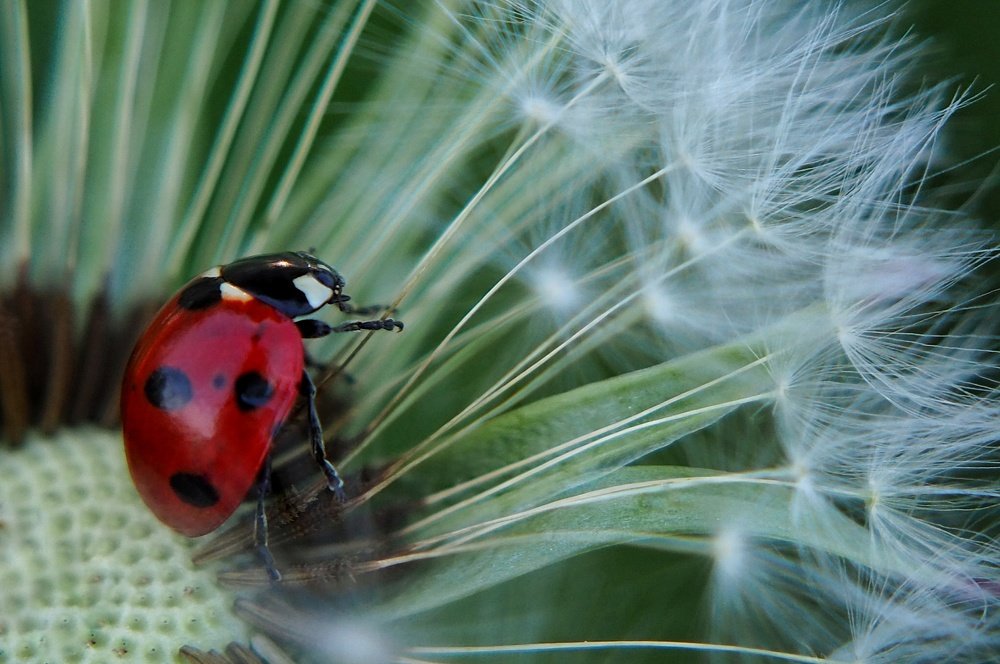 Photograph by Ирина