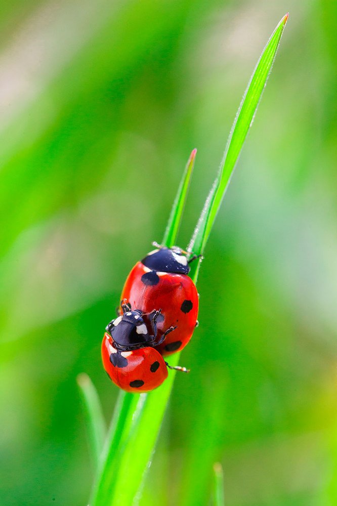 Любовь-морковь