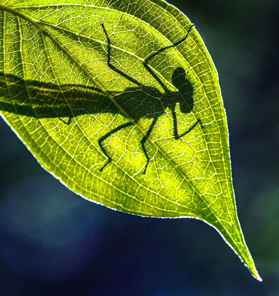 Обратная сторона...